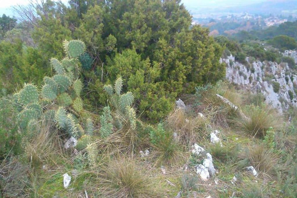 Proche D'Uzes La Terrasse Du Soleil Levant Collias Exteriér fotografie